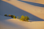 View over Mesquite Flat Sand Dunes at Stovepipe Wells Village , Death Valley National Park , California , U.S.A. , America