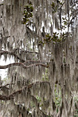 Spanish moss hanging on live oak branches