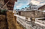Lambs in the streets of Soglio. Bregaglia Valley. Switzerland Europe