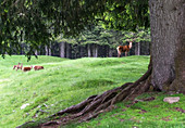 Italy, Trentino Alto Adige, group of deer in Paneveggio nature park