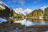 Colorful trees and snowy peaks reflected in Lai da Palpuogna Albula Pass Berg??n Canton of Graub??nden Engadine Switzerland Europe