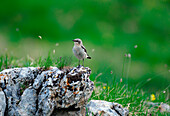 Europe, Italy, Trentino, Dolomites, Fassa Valley. Culbianco