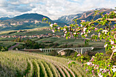 Italy, Trentino Alto Adige, apple flowering of Non valley and S. Giustina bridge.
