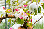 Italy, Trentino Alto Adige, Non Valley, snow on apple blossoms in an unusually cold spring day.