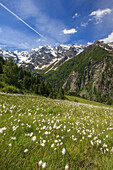 Summer blooming of cotton grass surrounded by green meadows Orobie Alps Arigna Valley Sondrio Valtellina Lombardy Italy Europe