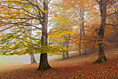 Baremone pass, Lombardy, Italy. Beeches in autumn.