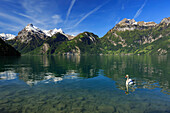 Elegant swan in Urnersee, Vierwaldst?ñttersee in spring, with mountain reflection into the lake, Sisikon, Uri, Switzlerand