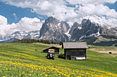 Alpe di Siusi/Seiser Alm, Dolomites, South Tyrol, Italy. Spring on the Alpe di Siusi with the peaks of Sassolungo/Langkofel and Sassopiatto / Plattkofel