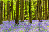 Hallerbos, beech forest in Belgium full of blue bells flowers.