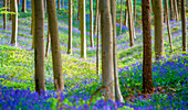 Hallerbos, beech forest in Belgium full of blue bells flowers.