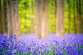 Hallerbos, beech forest in Belgium full of blue bells flowers.