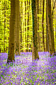 Hallerbos, beech forest in Belgium full of blue bells flowers.