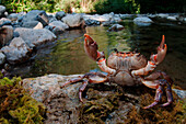 Potamon fluviatile is a rare freshwater italian crab. Vara valley, Genoa, Italy, Europe