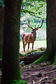 Adult male deer among the trees. Lombardy. Italy Europe