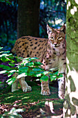 The European lynx wild cat of the Alps. Germany Europe