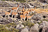 Group of wild vicunas in a desert area of the Lauca National Park. Chile. South America