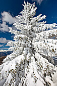 A fir tree covered with snow after a heavy snowfall Valtellina Lombardy Italy Europe
