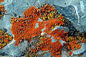 A lichen is a composite organism consisting of a fungus (the mycobiont) and a photosynthetic partner (the photobiont or phycobiont) growing together in a symbiotic relationship