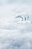 Polar bear floating on ice floe in clouds