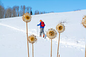 A girl skiing up a hill while backcountry skiing above Cascade Creek, San Juan National Forest, Durango, Colorado.