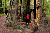 Founders Grove. Redwoods National Park, California, USA