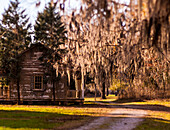 A dirt road and an old country house with Spanish moss hanging from trees, Alabama.