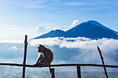Monkey at the top of Batur Volcano with Agung volcano in background