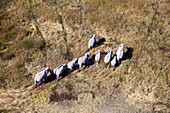 African Elephant (Loxodonta africana), aerial view, Okavango Delta, Botswana.The Okavango Delta is home to a rich array of wildlife. Elephants, Cape buffalo, hippopotamus, impala, zebras, lechwe and wildebeest are just some of the large mammals can be fou