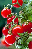 Cherry dwarf tomatoes on branch.
