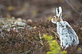 MMountain hare sitting with his back towards the camera and turning his head and listening, Gällivare, Swedish Lapland, Sweden.