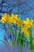 Grape Hyacinths and Daffodils Spring Norfolk.