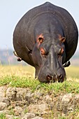 Hippopotamus (Hippopotamus amphibius), Chobe National Park, Botswana.