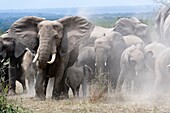 African elephant herd taking a dust bath (Loxodonta africana) Queen Elizabeth National Park, Uganda, Africa.