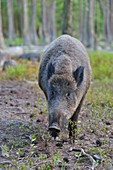 Wild boar, Sus scrofa, Hesse, Germany.