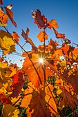 Colorful Vine Leaves in Autumn, Volkach, Maininsel, Alte Mainschleife, Mainfranken, Franconia, Bavaria, Germany.