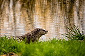 Otter in Wildpark Schorfheide, Nationalpark, Maerkische Schweiz, Rhinluch, Linum, Chorin, Brandenburg, Deutschland