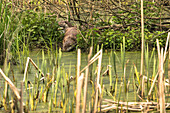Otter at the lake, otter in the moorland, martens, predator, moor, Wildlife park Schorfheide, Brandenburg, Germany