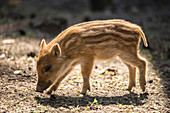 Close up Piglet, wild boar, wild boar Baby in sunlight, wildlife park Schorfheide, Brandenburg, Germany