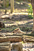 Nahaufnahme Ferkel, Ferkel Versteck im Unterholz, Wildschwein, Wildschwein Baby im Sonnenlicht, Wildpark Schorfheide, Brandenburg, Deutschland