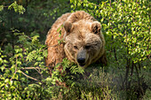 Close-up brown bear, brown bear in the undergrowth, forest, Wildlife park Schorfheide, Brandenburg, Germany