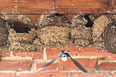Swallow's nest, Swallow, flying out of a bird nest, offspring swallow, feeding, Brandenburg, Germany