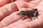 Protected animal species, threatened species, amphibian, frog, firebellied toad sitting on hand, Linumer bruch, nature reserve, Oberes Rhinluch, Brandenburg, Germany