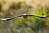 Black Kite (Milvus migrans), flight, France