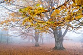 Beech forest, Urbasa Natural Park, Navarra, Spain, Europe.