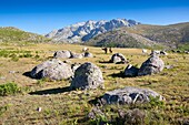 Wild horses at the Rituerta pass and Caballera cliff. Sierra de Gredos. Avila. Castilla Leon. Spain. Europe.