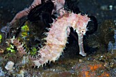 Thorny Seahorse, Hippocampus histrix, Bali, Indonesia.