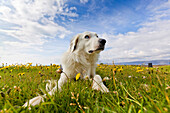 Labrador in a field, summetime, Iceland.