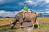 Myanmar (Burma), Shan State, Inle Lake, near Inn Dein, the young Myo Thet Naing sitting on a buffalo