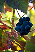 France, Var, Provence Verte (Green Provence), Brignoles, Le Domaine des Annibals, grapevine