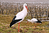 France, Bas Rhin, storks in the vineyards of Alsace in winter